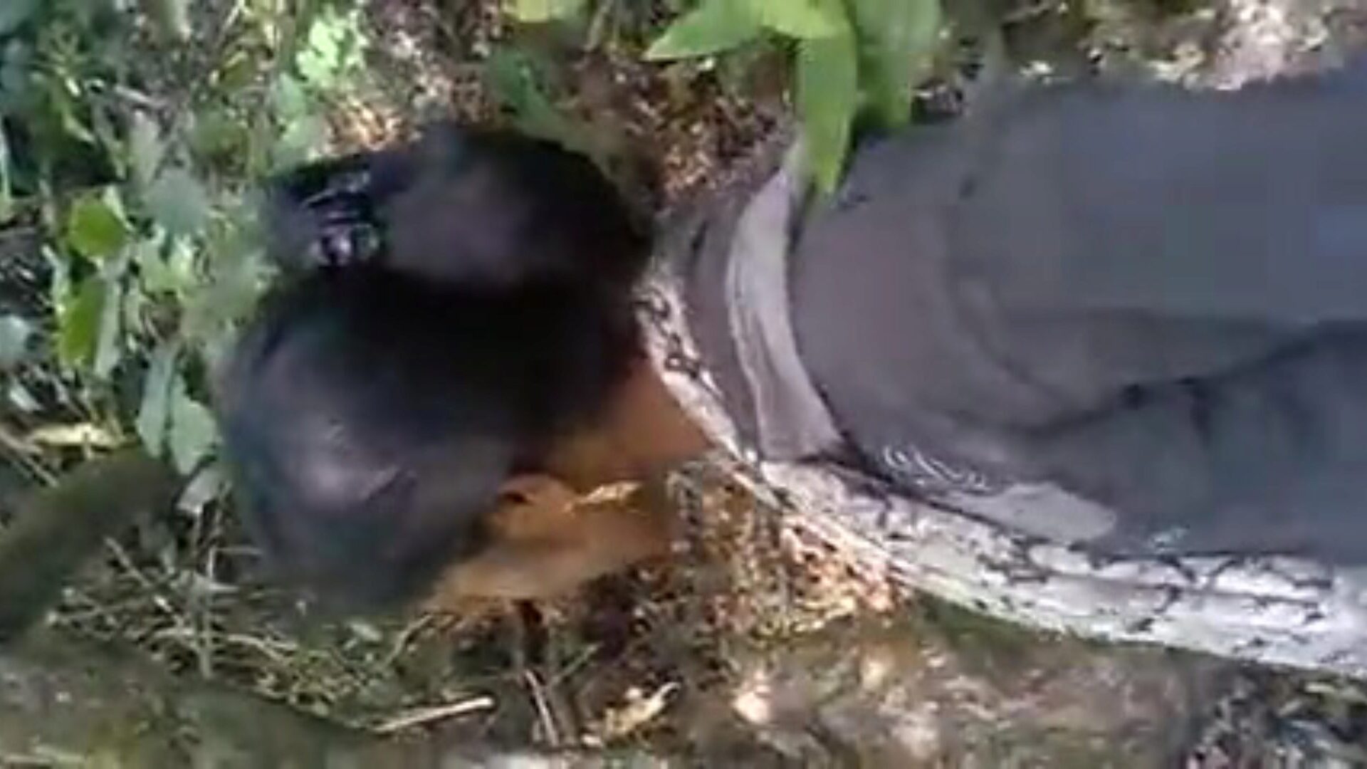 Mahabaleshwar hawt giving a kiss part 1